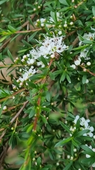 Kunzea leptospermoides