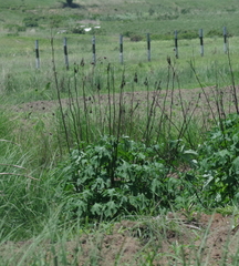 Tithonia diversifolia