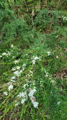 Kunzea leptospermoides