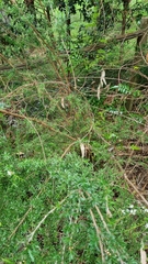 Kunzea leptospermoides