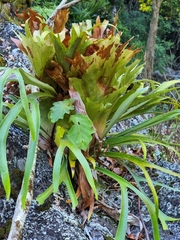 Platycerium superbum