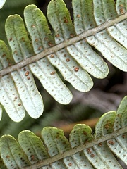 Diplopterygium glaucum