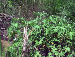 Tithonia diversifolia