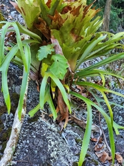 Platycerium superbum