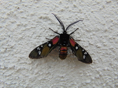 Chrysocale principalis