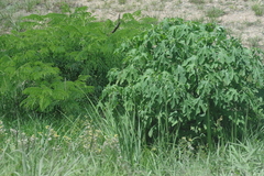 Tithonia diversifolia