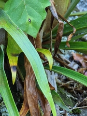 Platycerium superbum