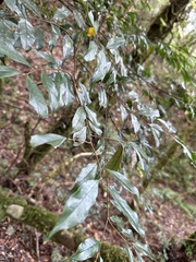 Prunus phaeosticta