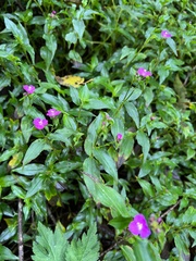 Tradescantieae