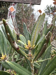 Rhododendron formosanum