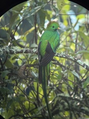 Pharomachrus mocinno