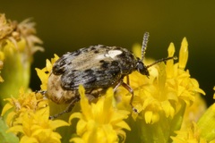 Megabruchidius dorsalis