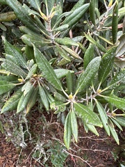 Rhododendron formosanum
