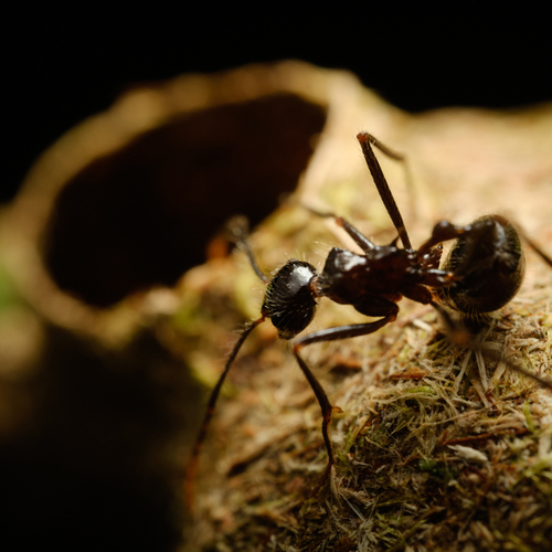 Myrmicaria arachnoidesMyrmicaria arachnoides