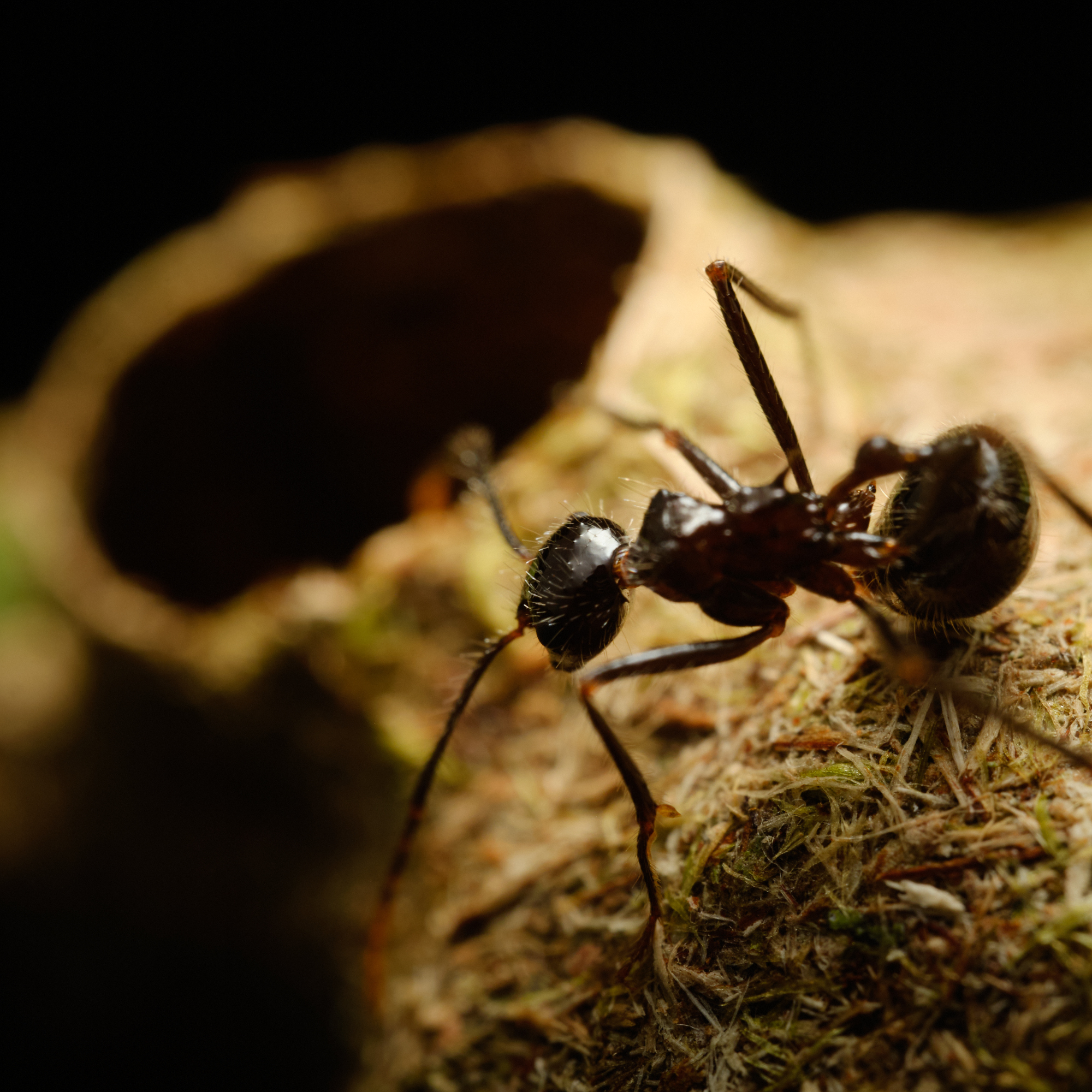 Myrmicaria arachnoides