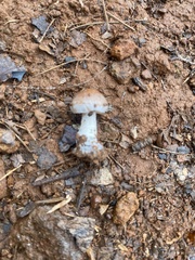 Psathyrella piluliformis