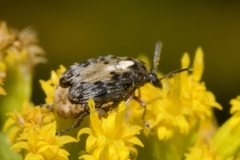 Megabruchidius dorsalis