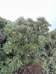 Rhododendron formosanum