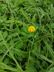 Arachis
