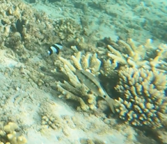 Parupeneus barberinus