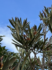 Rhododendron formosanum