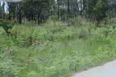 Pteridium centrali-africanum