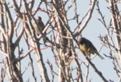 Emberiza