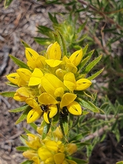 Aspalathus aspalathoides