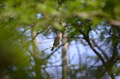 Elaenia