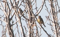 Emberiza