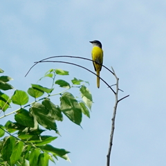 Pericrocotus solaris griseogularis