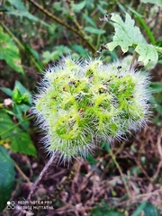 Girardinia diversifolia