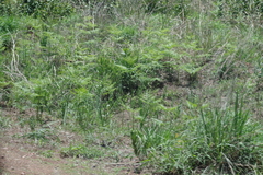 Pteridium centrali-africanum