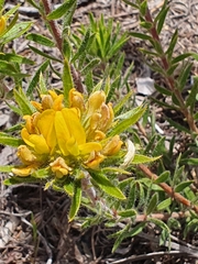 Aspalathus aspalathoides