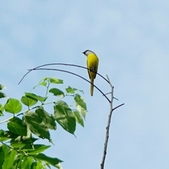 Pericrocotus solaris griseogularis