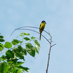 Pericrocotus solaris griseogularis