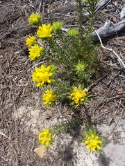 Aspalathus aspalathoides