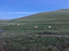 Equus ferus przewalskii