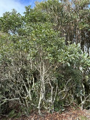 Ilex pedunculosa