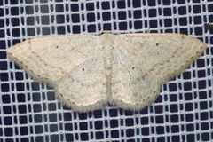 Scopula incanata