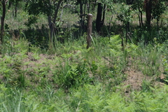 Pteridium centrali-africanum