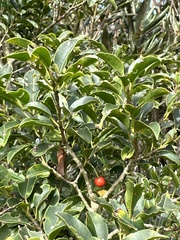 Ilex pedunculosa