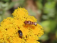 Epacmoides biumbonatus