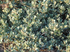 Atriplex maximowicziana