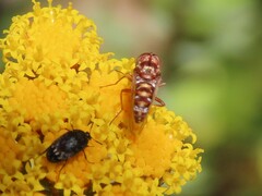 Epacmoides biumbonatus