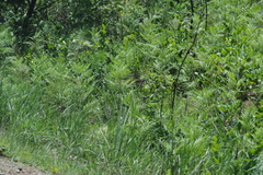 Pteridium centrali-africanum