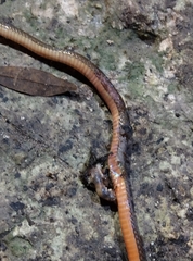 Tantilla schistosa
