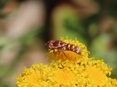 Epacmoides biumbonatus