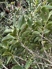 Ilex pedunculosa