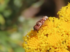 Epacmoides biumbonatus